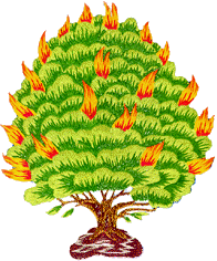 Burning Bush